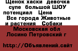 Щенок хаски, девочка супе, большой ШОУ потенциал › Цена ­ 50 000 - Все города Животные и растения » Собаки   . Московская обл.,Лосино-Петровский г.